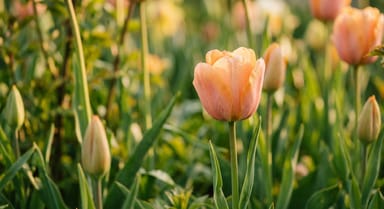 Tulip ‘Apricot Beauty’
