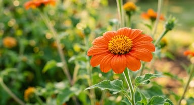 Mexican Sunflower ‘Torch’