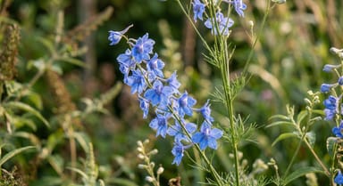 Larkspur ‘Blue Cloud’