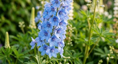 Delphinium ‘Aurora Light Blue’