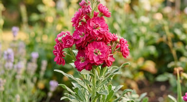 Stock ‘Iron Cherry Blossom’