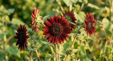 Sunflower ‘Chocolate’