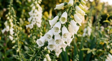 Foxglove ‘Alba’