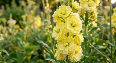 Stock ‘Katz Yellow’