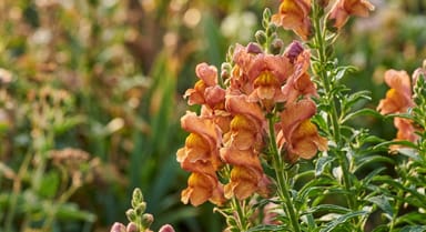 Snapdragon ‘Chantilly Bronze’