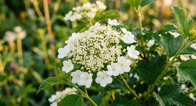 Guelder Rose ‘(Species)’