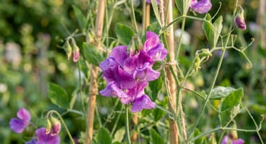 Sweet Pea ‘Aloysius’