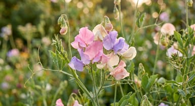 Sweet Pea ‘Ballerina Mix’