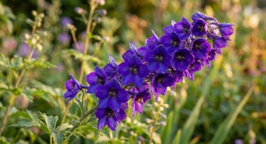 Delphinium ‘Black Knight’
