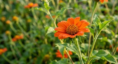Mexican Sunflower ‘Goldfinger’